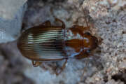 Thumbnail 367930 B