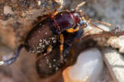 Thumbnail 367936 B