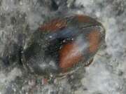 Thumbnail 367960 A