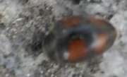 Thumbnail 367960 B