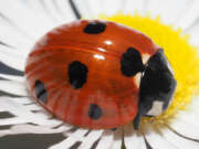 Thumbnail 367984 A