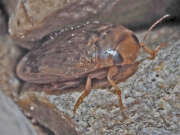 Thumbnail 367986 B
