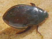 Thumbnail 368046 A