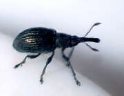 Thumbnail 368073 B