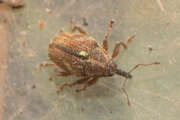 Thumbnail 368179 A