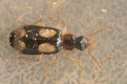 Thumbnail 368182 A