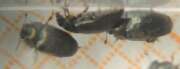 Thumbnail 368197 B