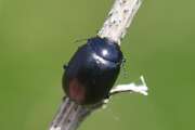 Thumbnail 368204 A