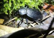 Thumbnail 368206 B