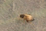Thumbnail 368474 A