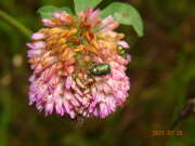 Thumbnail 368520 B