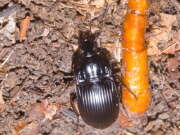 Thumbnail 368546 B