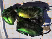 Thumbnail 368663 A