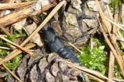 Thumbnail 369036 B