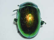 Thumbnail 369037 B
