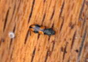 Thumbnail 369043 B