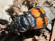 Thumbnail 369052 B