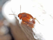 Thumbnail 369084 A