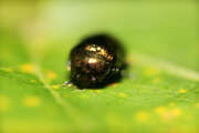 Thumbnail 369094 B