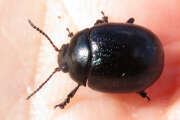 Thumbnail 369096 A