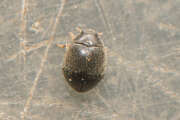 Thumbnail 369124 A