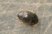 Thumbnail 369124 B