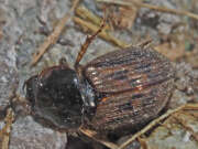 Thumbnail 369309 B