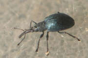 Thumbnail 369410 B