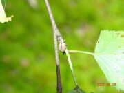 Thumbnail 369412 A