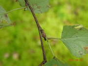Thumbnail 369412 B