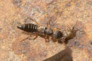 Thumbnail 369527 B