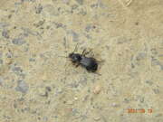 Thumbnail 369552 A