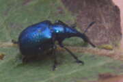 Thumbnail 369603 A