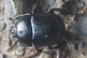 Thumbnail 369604 A