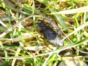Thumbnail 369676 B