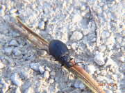 Thumbnail 369677 B
