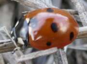 Thumbnail 369680 A