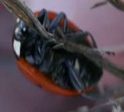Thumbnail 369680 B