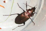 Thumbnail 369702 A
