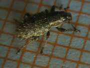 Thumbnail 369706 A