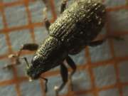 Thumbnail 369706 B