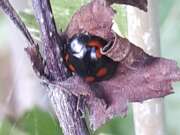 Thumbnail 370057 A