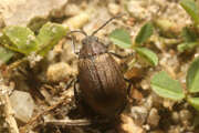 Thumbnail 370174 B