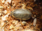 Thumbnail 370187 A