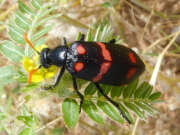 Thumbnail 370195 A