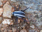 Thumbnail 370202 A