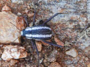 Thumbnail 370202 B