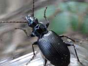 Thumbnail 370222 B