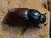 Thumbnail 370232 B