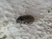 Thumbnail 370233 A